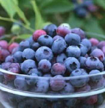 Sweetberry Anthocyanin